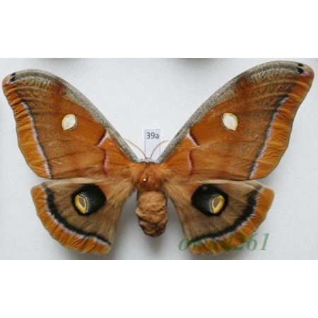 Antheraea polyphemus (Cramer, 1776) female ex. ovo USA 122mm39a
